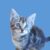 Profile picture of suziefuente